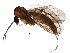  (Phronia cinerascens - BIOUG17243-B03)  @14 [ ] CreativeCommons - Attribution (2015) CBG Photography Group Centre for Biodiversity Genomics