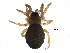  (Maso sp. 1GAB - BIOUG17245-G06)  @14 [ ] CreativeCommons - Attribution (2015) CBG Photography Group Centre for Biodiversity Genomics