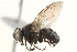  (Spilogona sp. 3 AKR - BIOUG17340-H04)  @13 [ ] CreativeCommons - Attribution (2015) CBG Photography Group Centre for Biodiversity Genomics