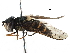  ( - BIOUG17537-G09)  @15 [ ] CreativeCommons - Attribution (2016) CBG Photography Group Centre for Biodiversity Genomics