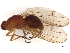  ( - BIOUG18021-A06)  @11 [ ] CreativeCommons - Attribution (2021) CBG Photography Group Centre for Biodiversity Genomics