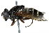  ( - BIOUG18210-A10)  @13 [ ] CreativeCommons - Attribution (2016) CBG Photography Group Centre for Biodiversity Genomics