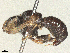  ( - BIOUG18404-G06)  @11 [ ] CreativeCommons - Attribution Share - Alike (2025) CBG Photography Group Centre for Biodiversity Genomics
