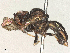  ( - BIOUG18595-B05)  @11 [ ] CreativeCommons - Attribution Share - Alike (2025) CBG Photography Group Centre for Biodiversity Genomics