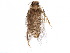  ( - BIOUG18712-C01)  @12 [ ] CreativeCommons - Attribution (2015) CBG Photography Group Centre for Biodiversity Genomics