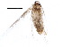  ( - BIOUG18926-F03)  @12 [ ] CreativeCommons - Attribution (2015) CBG Photography Group Centre for Biodiversity Genomics