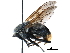  ( - BIOUG11554-E11)  @12 [ ] CreativeCommons - Attribution (2016) CBG Photography Group Centre for Biodiversity Genomics
