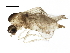  ( - BIOUG11738-D05)  @12 [ ] CreativeCommons - Attribution (2014) CBG Photography Group Centre for Biodiversity Genomics