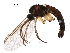  ( - BIOUG17849-H06)  @11 [ ] CreativeCommons - Attribution (2016) CBG Photography Group Centre for Biodiversity Genomics