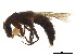  ( - BIOUG18165-C11)  @11 [ ] CreativeCommons - Attribution (2018) CBG Photography Group Centre for Biodiversity Genomics