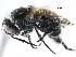  ( - BIOUG18548-F07)  @13 [ ] CreativeCommons - Attribution (2017) CBG Photography Group Centre for Biodiversity Genomics