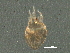  (Hemisarcoptidae - BIOUG11436-F04)  @13 [ ] CreativeCommons - Attribution (2014) CBG Photography Group Centre for Biodiversity Genomics