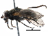  ( - BIOUG11505-C05)  @11 [ ] CreativeCommons - Attribution (2016) CBG Photography Group Centre for Biodiversity Genomics