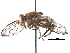  ( - BIOUG11505-D10)  @13 [ ] CreativeCommons - Attribution (2016) CBG Photography Group Centre for Biodiversity Genomics