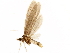  (Oecetis osteni - BIOUG11435-H09)  @14 [ ] CreativeCommons - Attribution (2014) CBG Photography Group Centre for Biodiversity Genomics