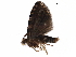  ( - BIOUG13733-E04)  @12 [ ] CreativeCommons - Attribution (2018) CBG Photography Group Centre for Biodiversity Genomics