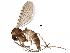  (Phronia tenuis - BIOUG12237-D01)  @14 [ ] CreativeCommons - Attribution (2016) CBG Photography Group Centre for Biodiversity Genomics