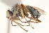 ( - BIOUG12271-E12)  @14 [ ] CreativeCommons - Attribution (2015) CBG Photography Group Centre for Biodiversity Genomics