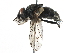  ( - BIOUG12355-A04)  @14 [ ] CreativeCommons - Attribution (2016) CBG Photography Group Centre for Biodiversity Genomics