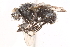  ( - BIOUG12405-E03)  @13 [ ] CreativeCommons - Attribution (2015) CBG Photography Group Centre for Biodiversity Genomics