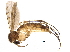  ( - BIOUG12552-A07)  @11 [ ] CreativeCommons - Attribution (2018) CBG Photography Group Centre for Biodiversity Genomics