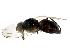  ( - BIOUG17032-A01)  @14 [ ] CreativeCommons - Attribution (2016) CBG Photography Group Centre for Biodiversity Genomics