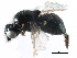  ( - BIOUG17105-F01)  @11 [ ] CreativeCommons - Attribution (2015) CBG Photography Group Centre for Biodiversity Genomics