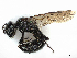  ( - BIOUG17214-C08)  @11 [ ] CreativeCommons - Attribution Share - Alike (2023) CBG Photography Group Centre for Biodiversity Genomics