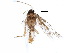  ( - BIOUG17249-C01)  @12 [ ] CreativeCommons - Attribution (2015) CBG Photography Group Centre for Biodiversity Genomics