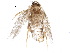  ( - BIOUG17250-A06)  @12 [ ] CreativeCommons - Attribution (2015) CBG Photography Group Centre for Biodiversity Genomics