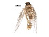  ( - BIOUG17370-A11)  @12 [ ] CreativeCommons - Attribution (2015) CBG Photography Group Centre for Biodiversity Genomics