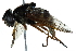  ( - BIOUG17253-G08)  @12 [ ] CreativeCommons - Attribution (2016) CBG Photography Group Centre for Biodiversity Genomics