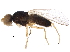 (Arganthomyza disjuncta - BIOUG17426-D08)  @14 [ ] CreativeCommons - Attribution (2015) CBG Photography Group Centre for Biodiversity Genomics