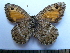 ( - SAT-Are-1-2)  @11 [ ] Copyright  zfyang@uoguelph.ca Unspecified