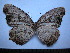  (Elymnias neasea - SAT-Ely-1-3)  @14 [ ] Copyright  zfyang@uoguelph.ca Unspecified