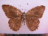  (Lethe sicelides - SAT-Let-25-1)  @13 [ ] Copyright  zfyang@uoguelph.ca Unspecified