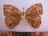  (Lethe oculatissima - SAT-Let-26-1)  @13 [ ] Copyright  zfyang@uoguelph.ca Unspecified