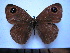  (Loxerebia saxicola - SAT-Lox-2-1)  @13 [ ] Copyright  zfyang@uoguelph.ca Unspecified