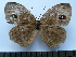  (Mycalesis francisca - SAT-Myc-3-1)  @14 [ ] Copyright  zfyang@uoguelph.ca Unspecified