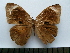  ( - SAT-Myc-7-1)  @11 [ ] Copyright  zfyang@uoguelph.ca Unspecified