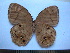  (Ninguta schrenkii - SAT-Nin-1-1)  @11 [ ] Copyright  zfyang@uoguelph.ca Unspecified