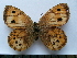  ( - SAT-Oen-1-1)  @11 [ ] Copyright  zfyang@uoguelph.ca Unspecified