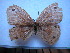  (Palaeonympha - SAT-Pal-1-1)  @13 [ ] Copyright  zfyang@uoguelph.ca Unspecified