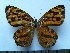  ( - SAT-Rha-2-1)  @11 [ ] Copyright  zfyang@uoguelph.ca Unspecified