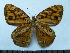  (Rhaphicera satrica - SAT-Rha-2-1)  @11 [ ] Copyright  zfyang@uoguelph.ca Unspecified