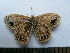  (Triphysa albovenosa - SAT-Tri-2-1)  @11 [ ] Copyright  zfyang@uoguelph.ca Unspecified