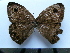  ( - SAT-Ypt-4-2)  @11 [ ] Copyright  zfyang@uoguelph.ca Unspecified