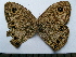  (Ypthima conjuncta - SAT-Ypt-4-2)  @11 [ ] Copyright  zfyang@uoguelph.ca Unspecified