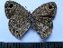  (Ypthima iris - SAT-Ypt-6-1)  @11 [ ] Copyright  zfyang@uoguelph.ca Unspecified