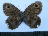  (Ypthima dromon - SAT-Ypt-7-1)  @13 [ ] Copyright  zfyang@uoguelph.ca Unspecified